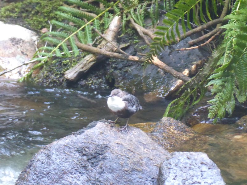 phoca thumb l rco 20240730 150613 tz70a.resized